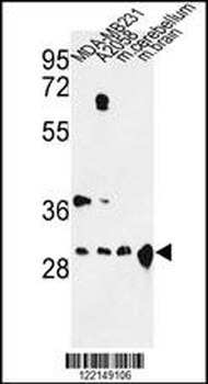 YWHAZ Antibody (Center)