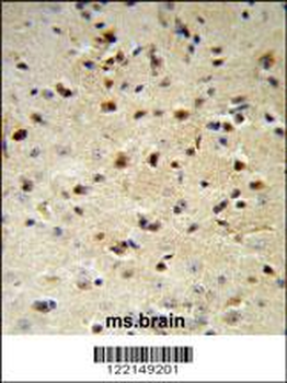 YWHAZ Antibody (Center)