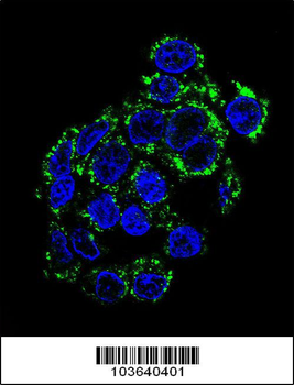 PCK2 Antibody (N-term)