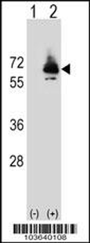 PCK2 Antibody (N-term)