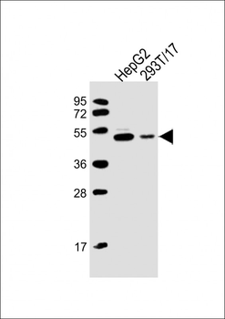 PACSIN3 Antibody (N-term)