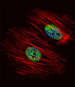 NME2 Antibody (N-term)