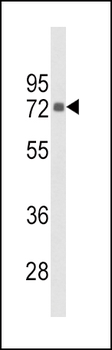 PIP5KI gamma (PIP5K1G) Antibody (C-term)