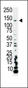 PI3KCA Antibody (C-term)