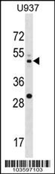 MEK2 (MAP2K2) Antibody (Center)