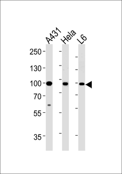 HSP90AB1 Antibody (Center)