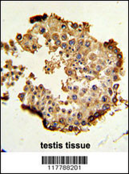 HSP90AB1 Antibody (Center)