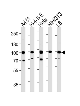 HSP90AB1 Antibody (C-term)