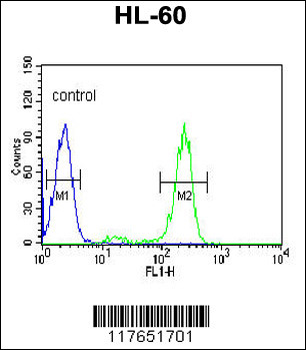 HSP90AB1 Antibody (C-term)