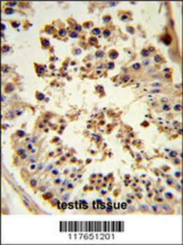 HSP90AB1 Antibody (C-term)