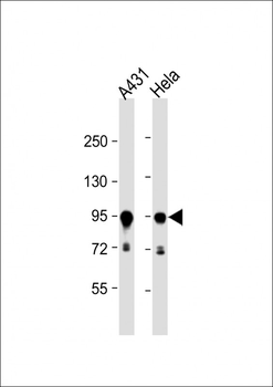 HSP90AB1 Antibody (C-term)