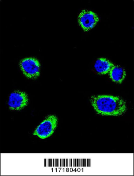 B-RAF Antibody (S445)