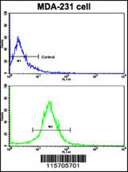 ACTN4 Antibody (C-term)
