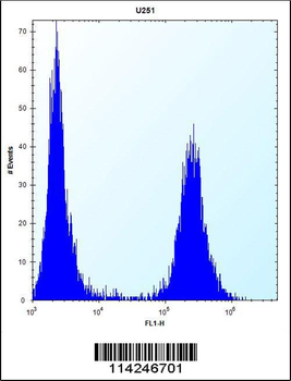 FLNA Antibody (Y1046)