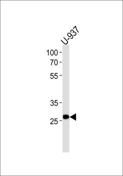 IPF Antibody (C-term)