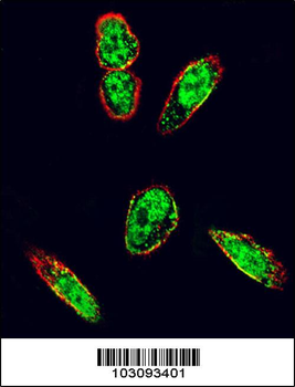 SRC Antibody (N-term)
