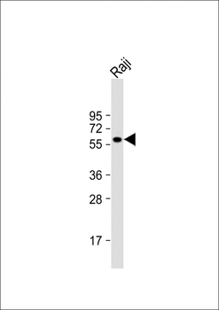 FGR Antibody (N-term)