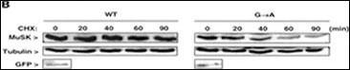 MUSK Antibody (N-term)