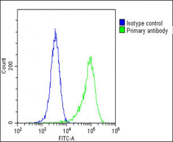 FGFR2 Antibody (N-term)