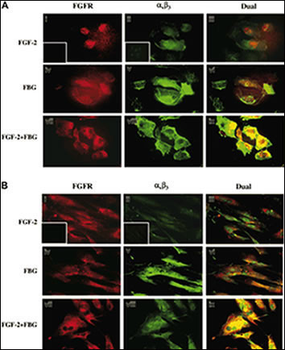 FGFR1 Antibody (N-term)