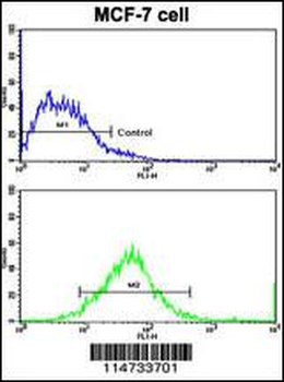 ERBB2 Antibody