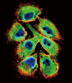 EphB2 Antibody (C-term)