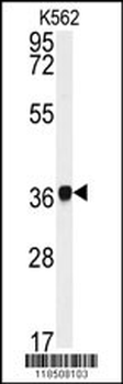 NCF4 Antibody (C-term)
