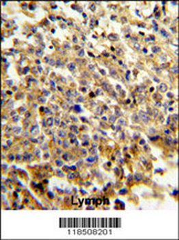 NCF4 Antibody (C-term)