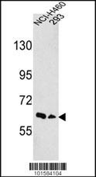 EphA3 Antibody (N-term)