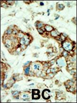 EphA2 Antibody (N-term)