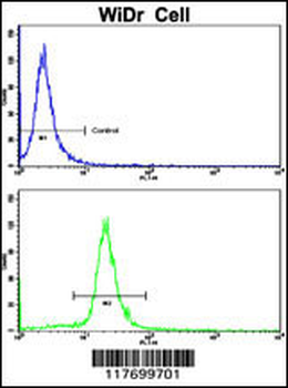 AXL Antibody