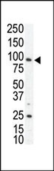 AXL Antibody (N-term)