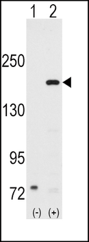 SRC1 Antibody (N-term)