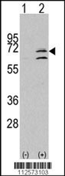 MAPK15 Antibody (N-term)