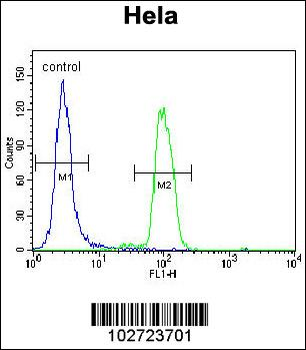 MAPK14 Antibody (C-term)