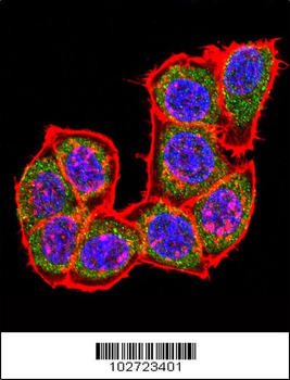 MAPK14 Antibody (C-term)