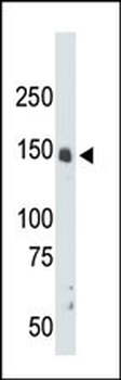 CrkRS (CRK7) Antibody (N-term)