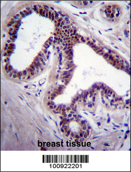 MAPK8 Antibody (C-term)