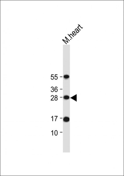 OAZ1 Antibody (N-term)