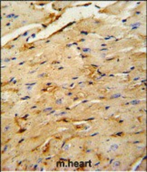 OAZ1 Antibody (N-term)