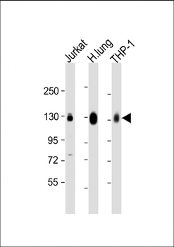 CD31 Antibody (C-term)