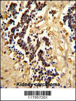 EHD3 Antibody (Center)