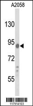 COG4 Antibody (C-term)