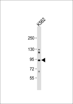 COG4 Antibody (C-term)