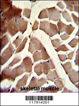 COG4 Antibody (C-term)