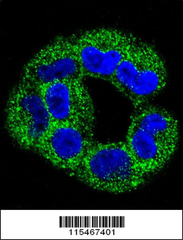ANXA2 Antibody (C-term)