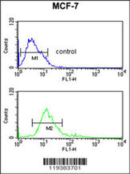 IMPDH2 Antibody (Center)