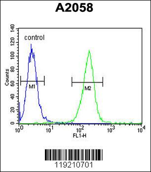MOBKL1B Antibody (C-term)