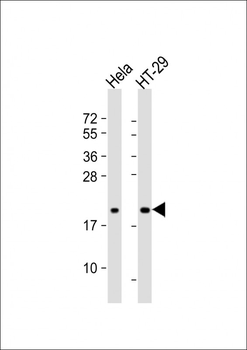 FRIH Antibody (C-term)