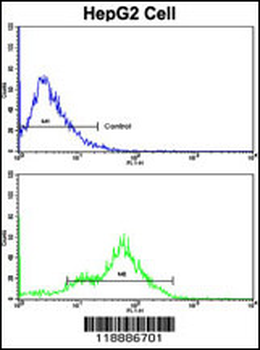 CEACAM Antibody (N-term)
